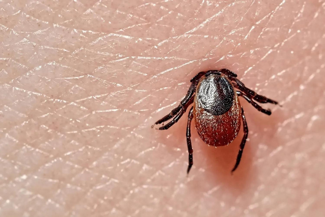 lyme hastalığında keşif