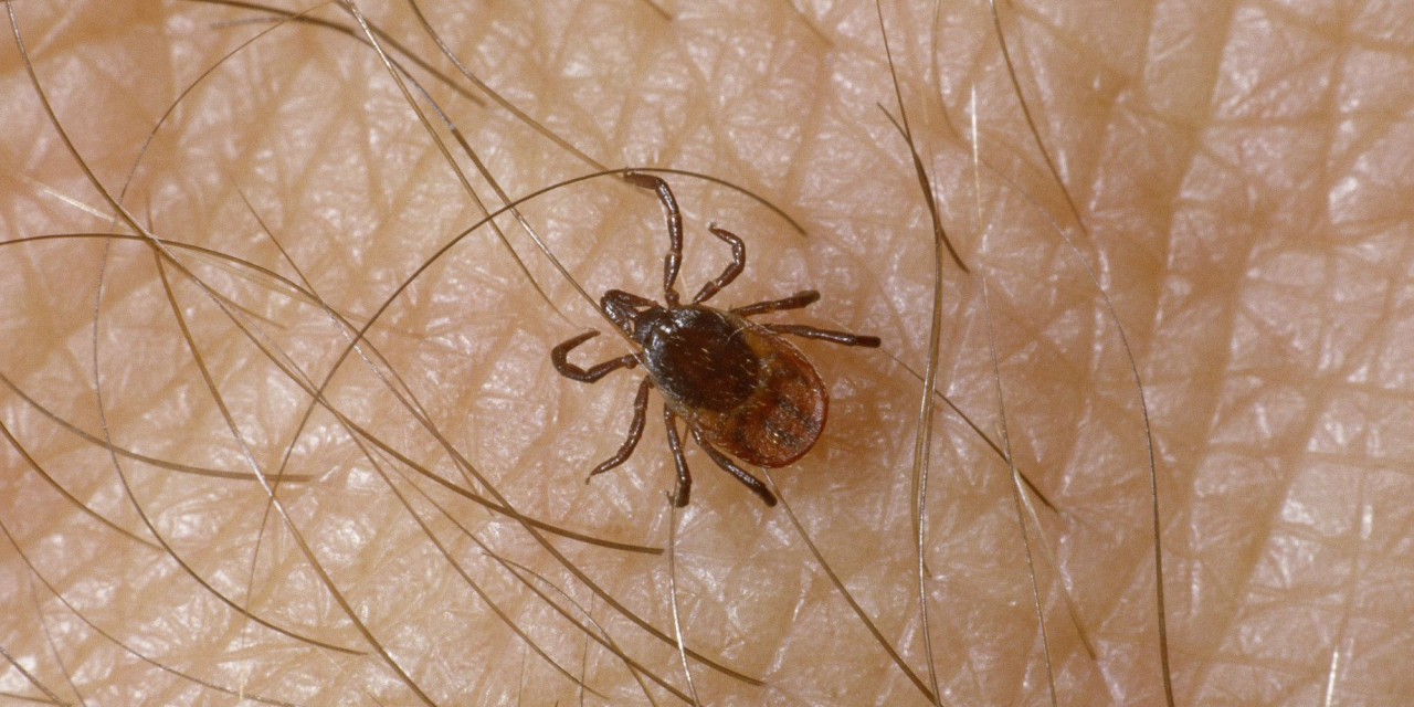 LYME HASTALIĞI